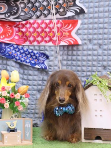 20230528ココアちゃん